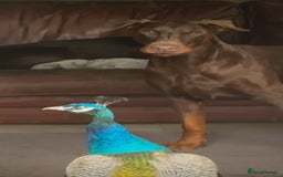 Dobermann dogs for sale: Champion European Doberman Puppies Kc-reg  - Advert 11