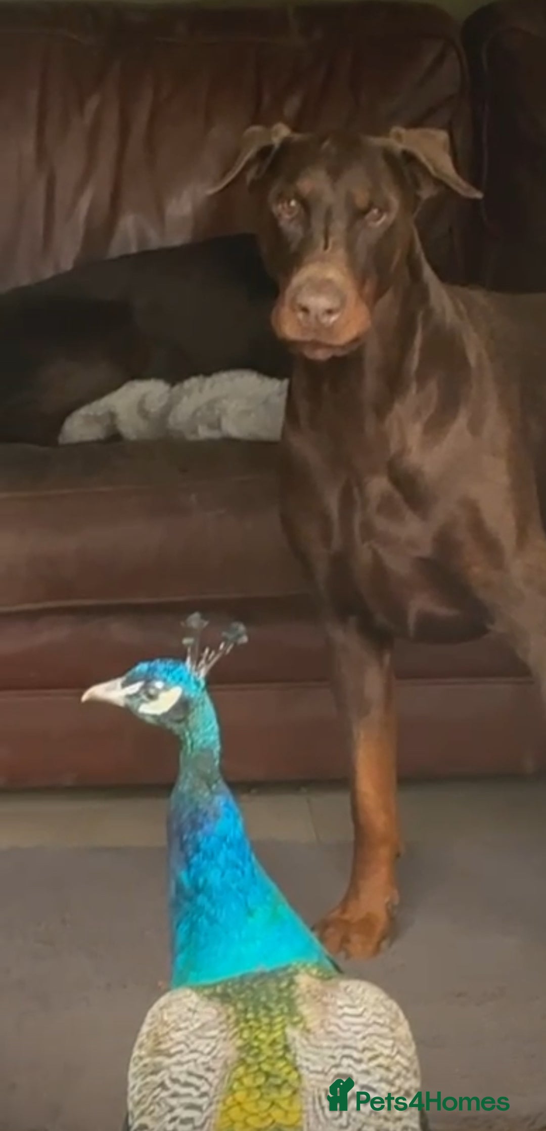 Dobermann dogs for sale: Champion European Doberman Puppies Kc-reg  - Advert 11