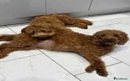 Labradoodle dogs for sale: Stunning F1bb miniature labradoodle puppies - Image 6