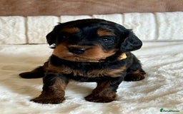 Cavapoo dogs for sale: Extensively Health Tested Cavapoo Puppies  - Image 17