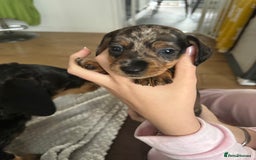 Dachshund dogs for sale: 8 dachshund puppies  - Image 11