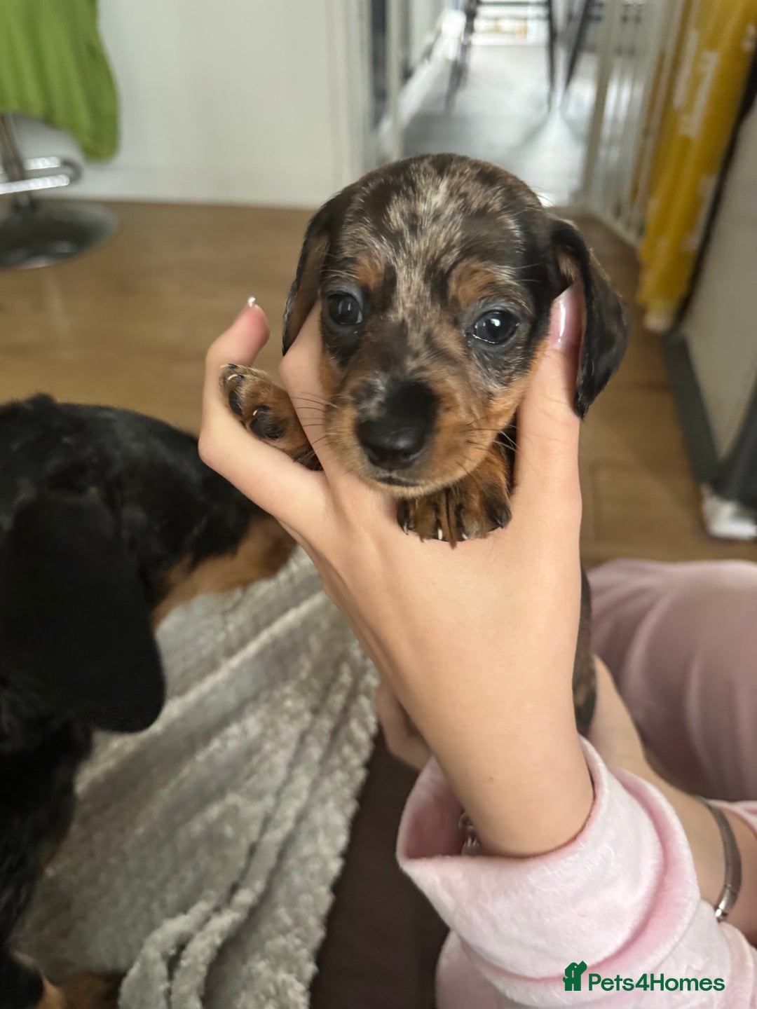 Dachshund dogs for sale: 8 dachshund puppies  - Image 11