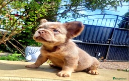 French Bulldog dogs for sale: Beautiful French bulldogs - Image 27