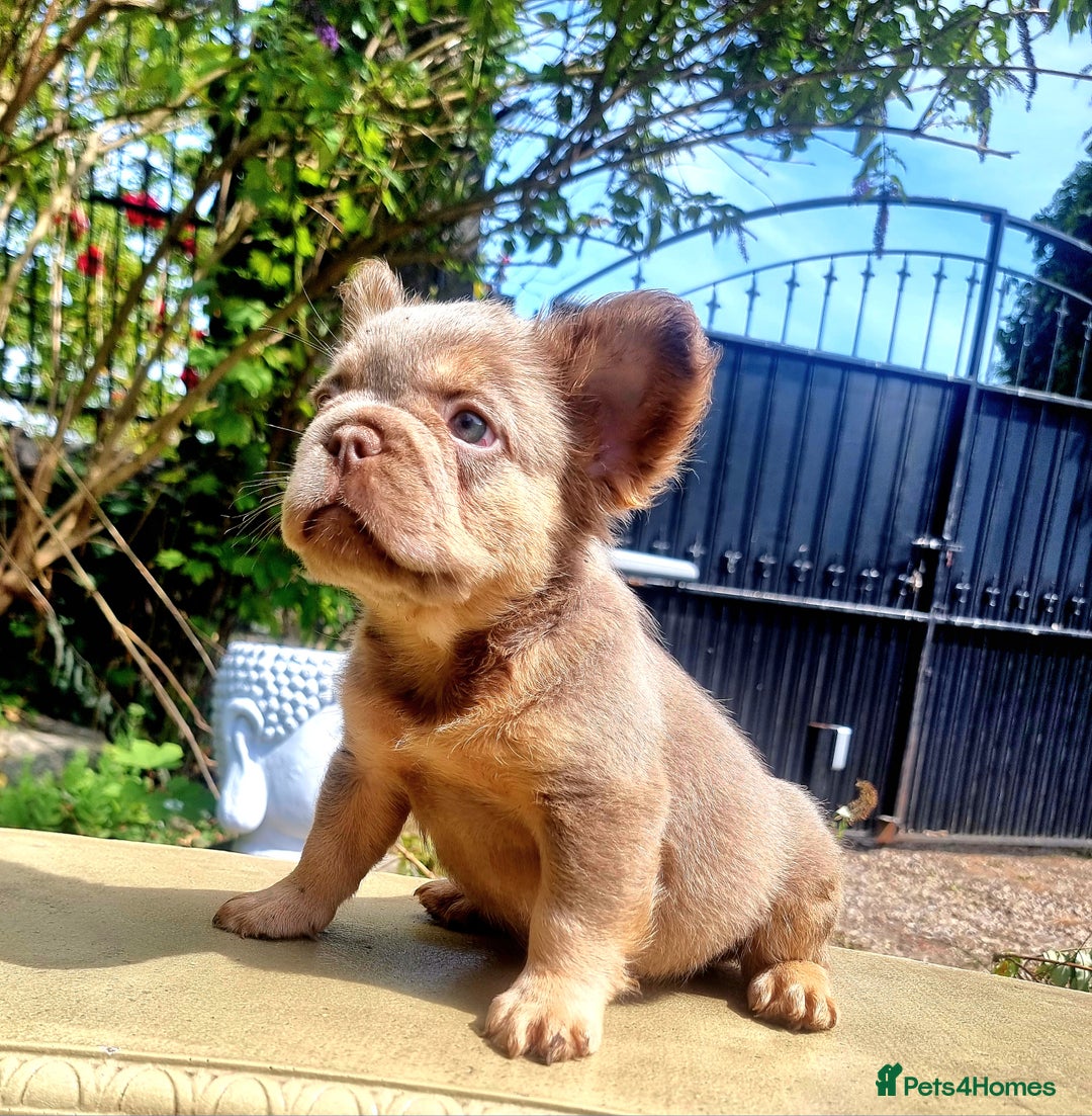 French Bulldog dogs for sale: Beautiful French bulldogs - Image 27