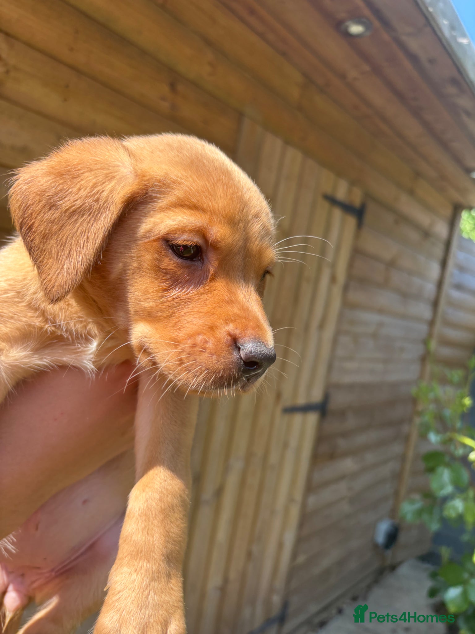 Labrador Retriever dogs KC Reg Labrador Fox Red only 1 girl 2 boys left - Advert 5