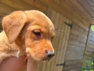 Labrador Retriever dogs KC Reg Labrador Fox Red only 1 girl 2 boys left - Advert 4