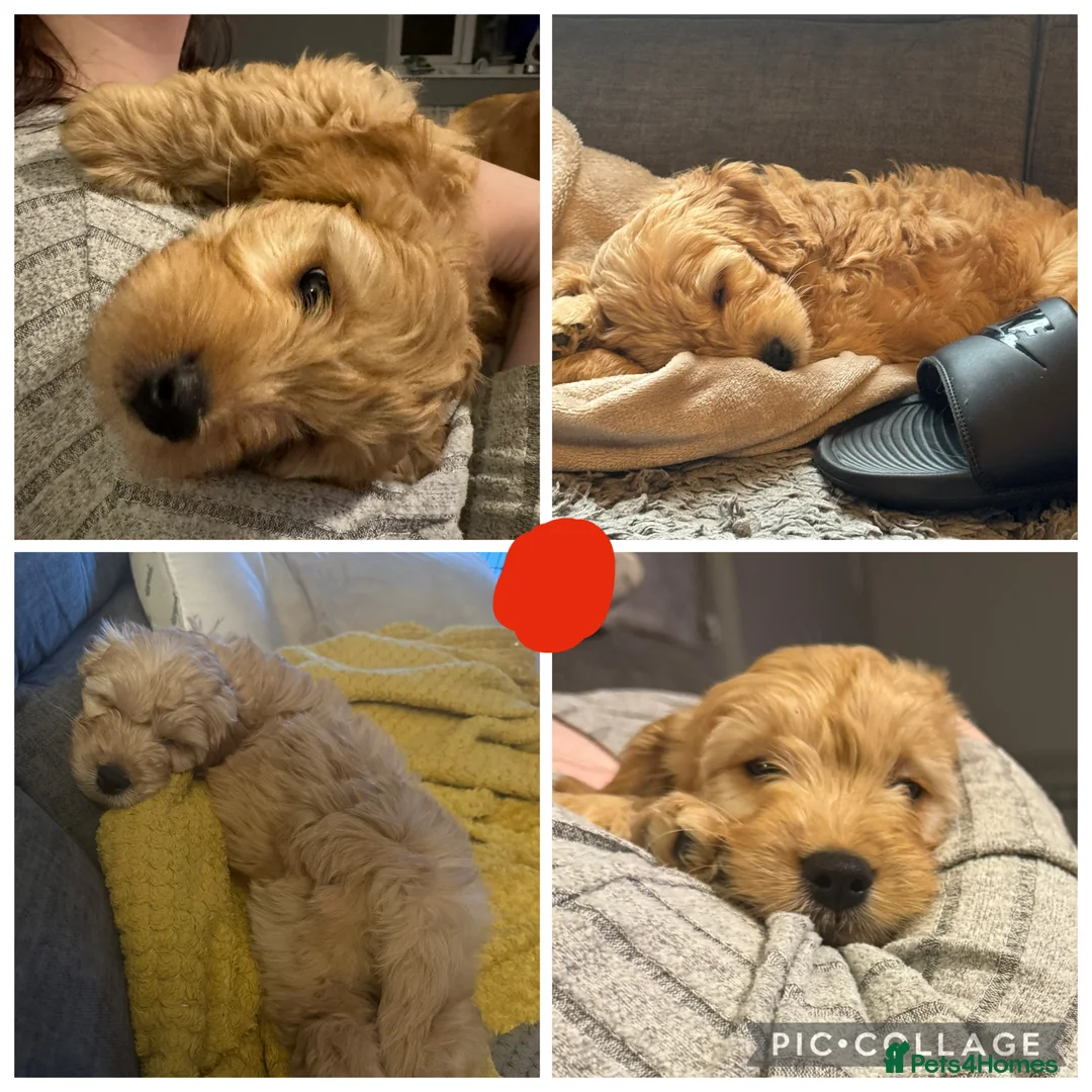 Goldendoodle dogs for sale: 2 girls left. F1 mini Goldendoodles - Advert 4