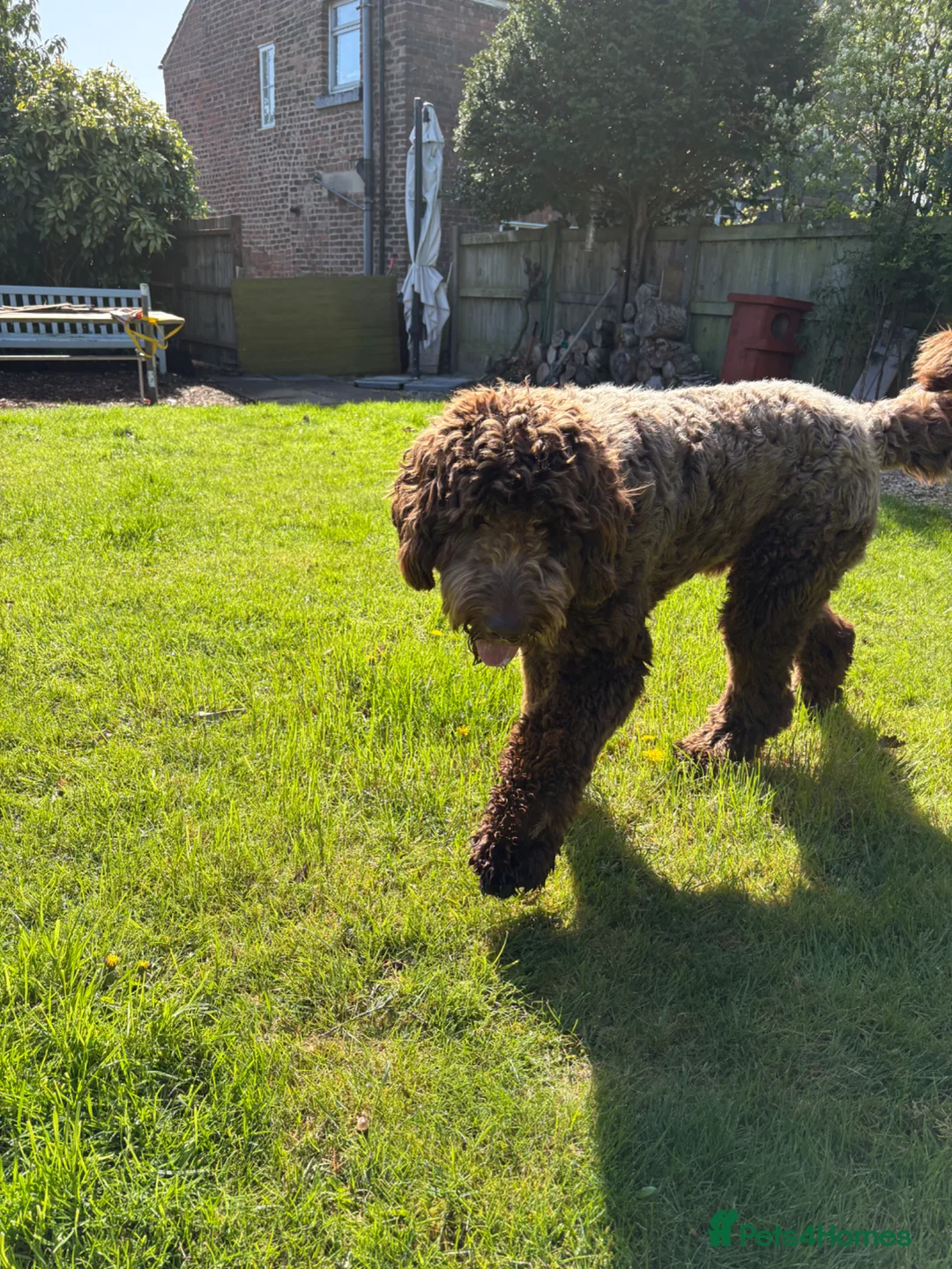 Newfypoo dogs for sale: Newfoundland Cross Poodle  - Advert 2