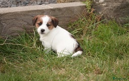 Jack Russell dogs for sale: KC Registered JR puppies  - Image 7