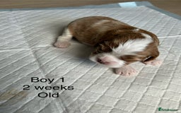 Cavapoo dogs for sale: Stunning Cavapoo puppies  - Image 8