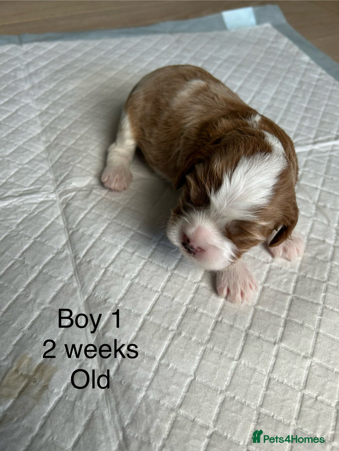 Cavapoo dogs for sale: Stunning Cavapoo puppies  - Image 8