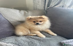 Pomeranian dogs for sale: Beautiful Pomeranian Boy - Image 2