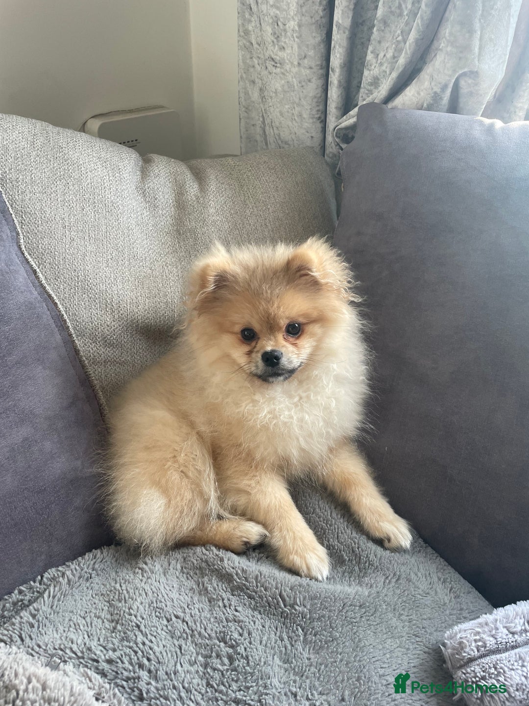 Pomeranian dogs for sale: Beautiful Pomeranian Boy - Image 2