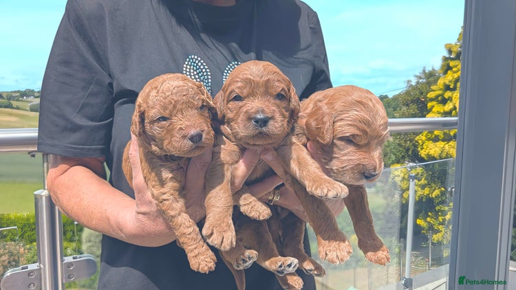 Mixed Breed dogs - Advert 2