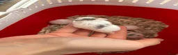 Hamster rodents for sale: Roborovski babies show winning parents - Advert 6