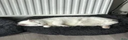 Russian Blue cats for sale: Sheldon and Arnold  - Advert 2