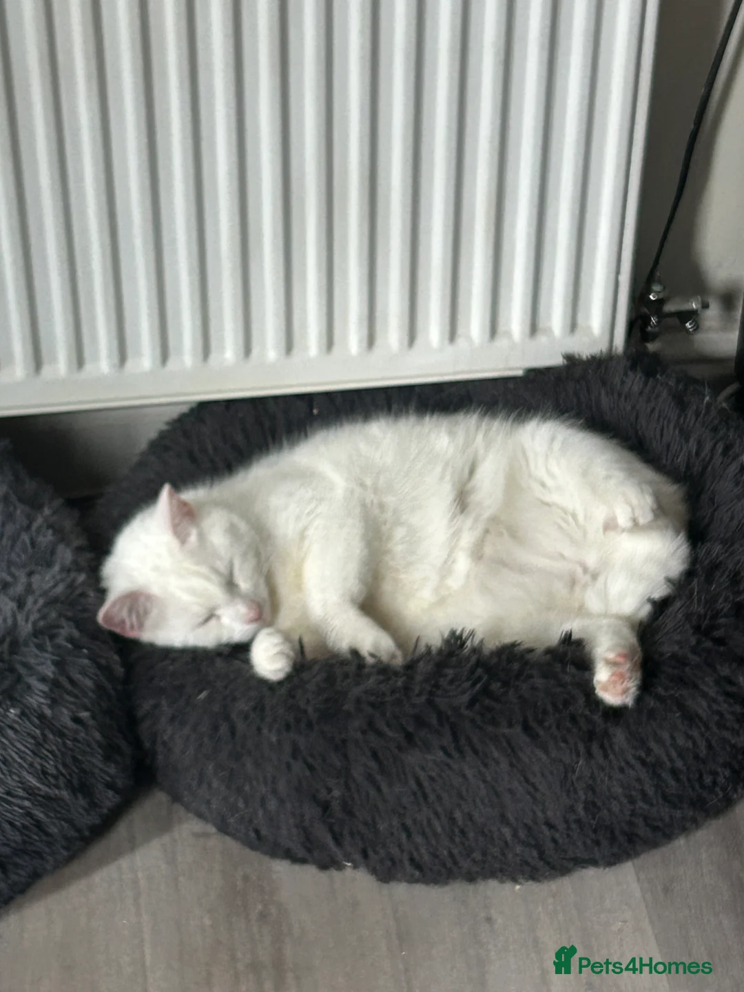 Russian Blue cats for sale: Sheldon and Arnold  - Advert 2
