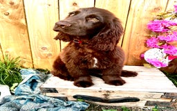 Sprocker dogs for sale: Chocolate Sprocker Spaniels last Girl   in Goole - Image 13