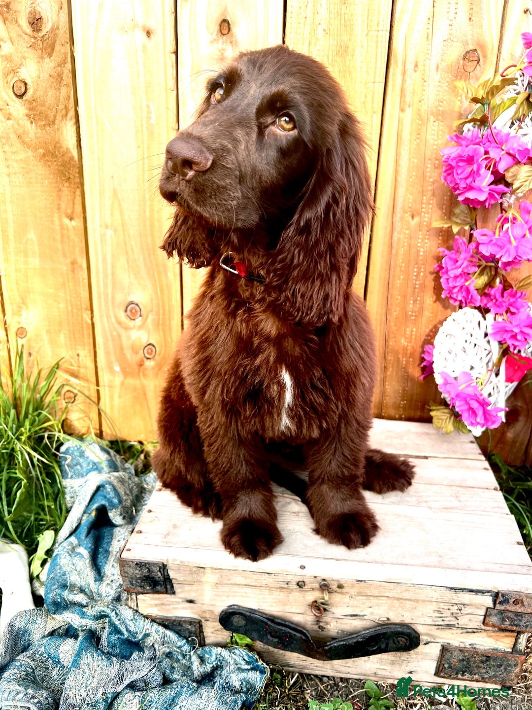 Sprocker dogs for sale: Chocolate Sprocker Spaniels last Girl   in Goole - Image 13