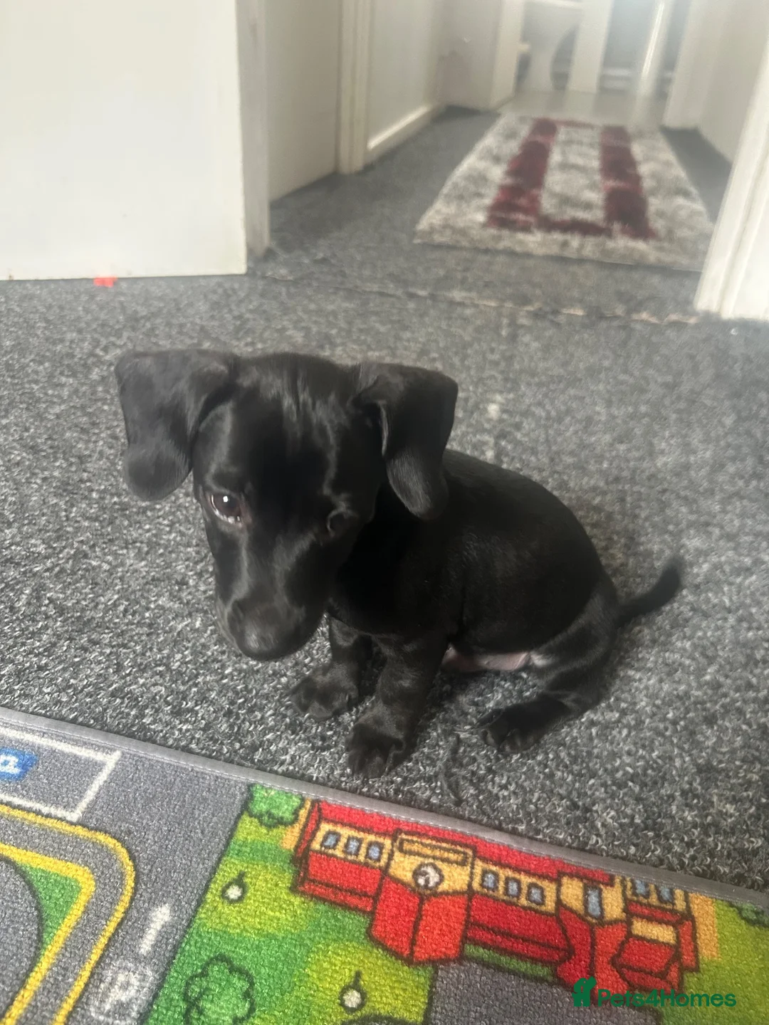 Mixed Breed dogs for sale: Dachshund in Birmingham - Advert 1