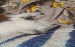 Ragdoll cats for sale: 2 Boys 2 Girls - Image 5