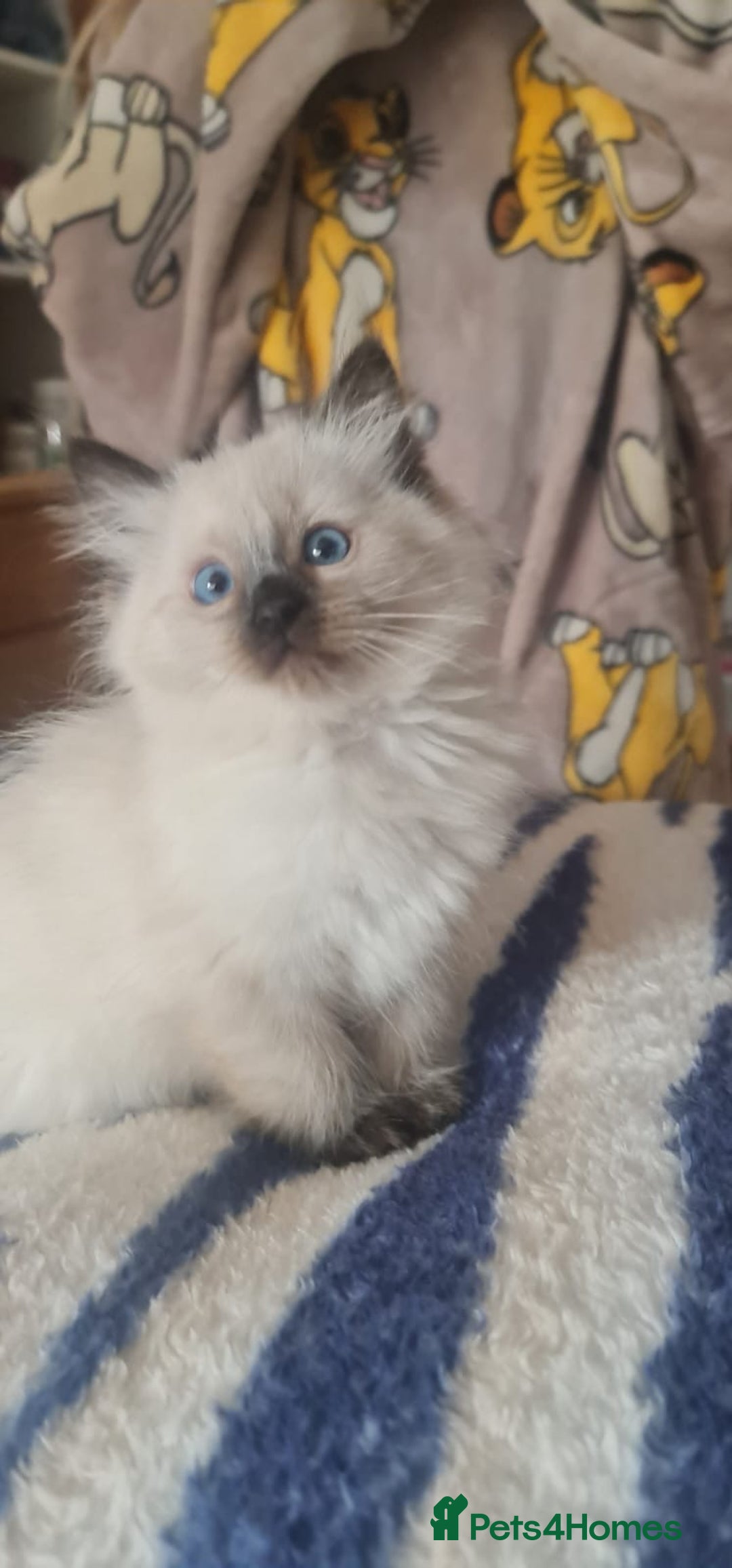 Ragdoll cats for sale: 2 Boys 2 Girls - Image 5