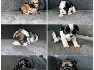 Zuchon dogs - Advert 4