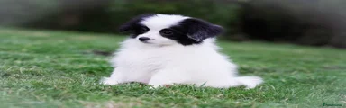 Papillon 3