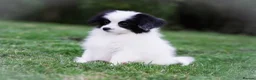 Papillon dogs for sale: HEALTH TESTED Papillon & Phalene  - Advert 3
