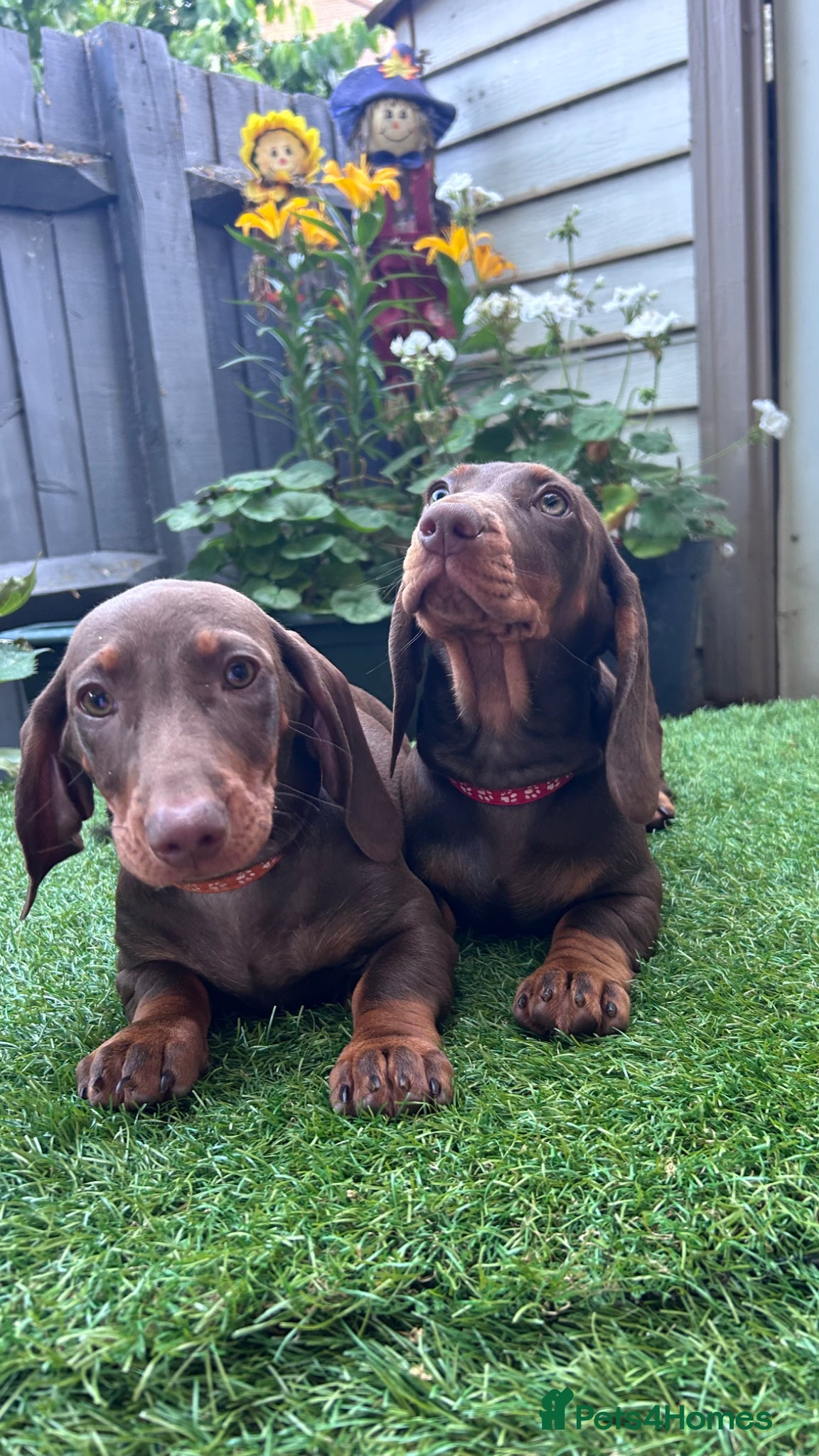 Dachshund dogs for sale: Only ONE Girl left Standard dachshund - Advert 13