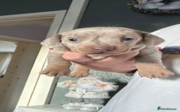 Dachshund dogs for sale: Dachshund dapple boy  - Advert 2