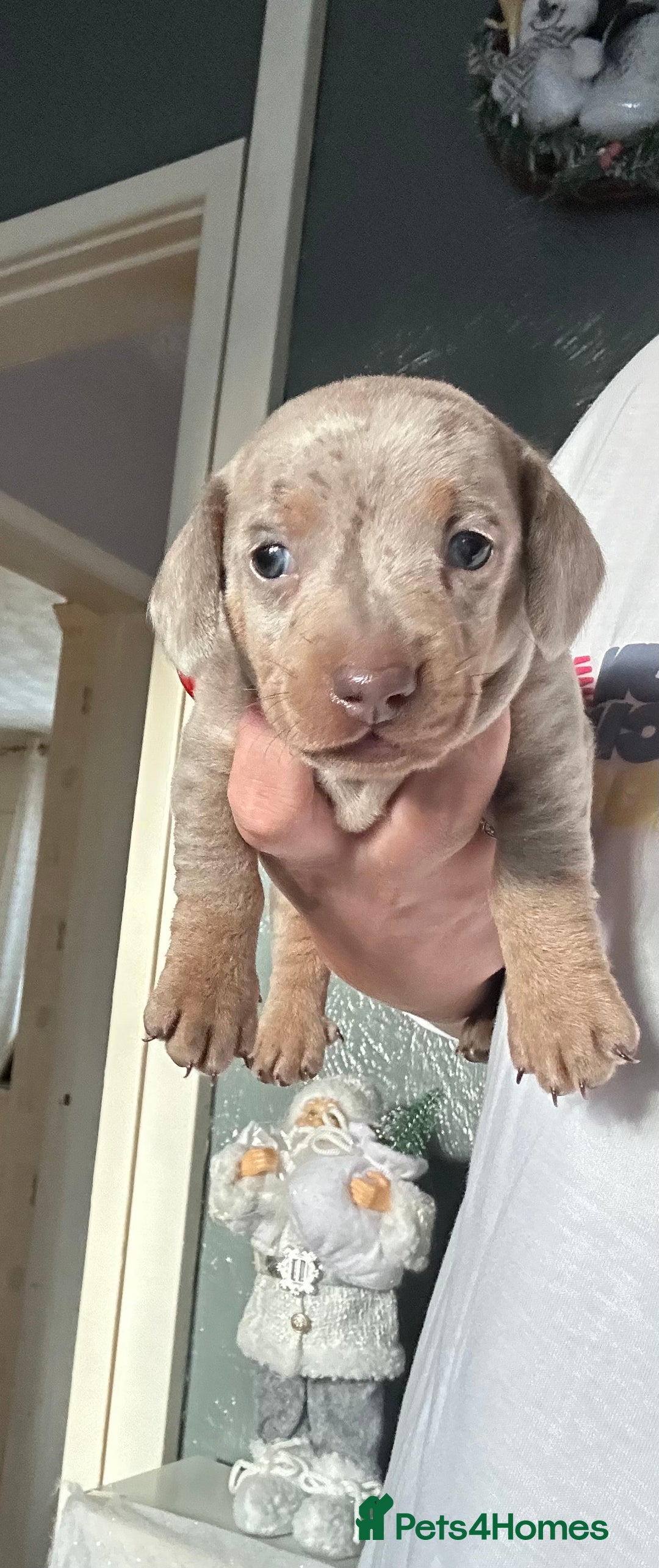 Dachshund dogs for sale: Dachshund dapple boy  - Advert 2