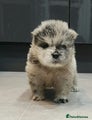 Chow Chow Puppy 3