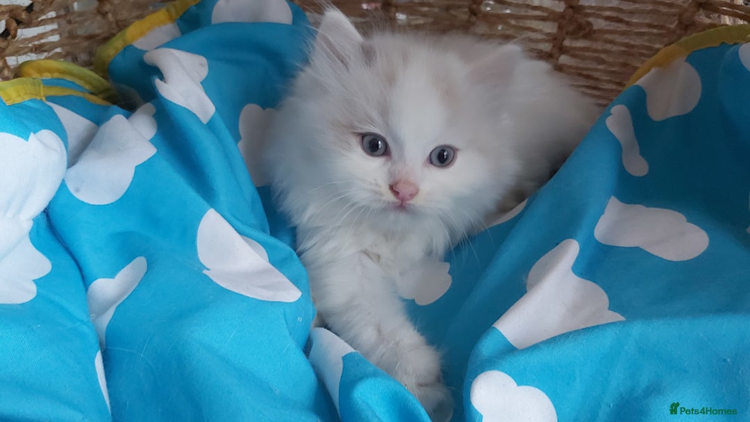 Ragdoll cats for sale: RAGDOLLS BICOLOUR BOY GIRLS BLUE EYES READY NOW  - Advert 20