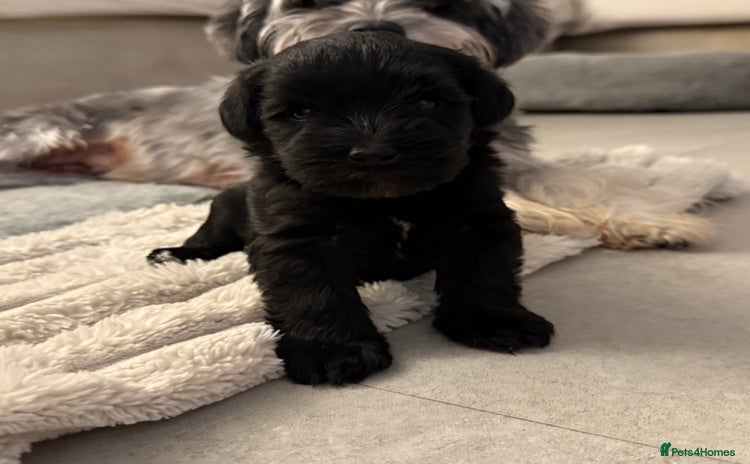 Miniature Schnauzer dogs - Advert 1