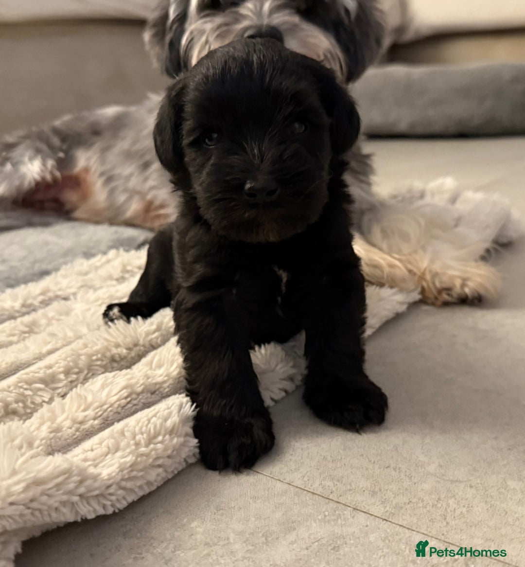 Miniature Schnauzer dogs for sale: KC Miniature Schnauzers  - Image 1
