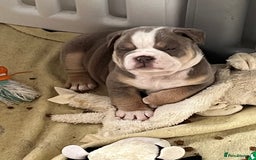 English Bulldog dogs for sale: new english bull dog - Image 3