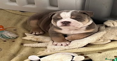 English Bulldog dogs - Advert 14