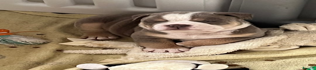 English Bulldog Puppy 2