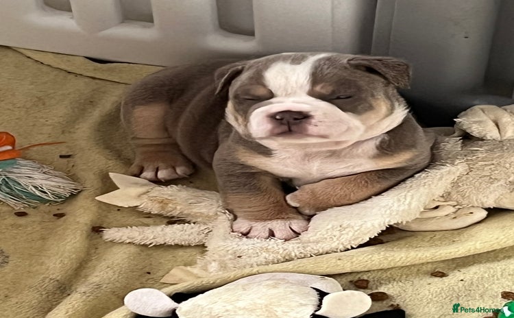 English Bulldog dogs - Advert 9