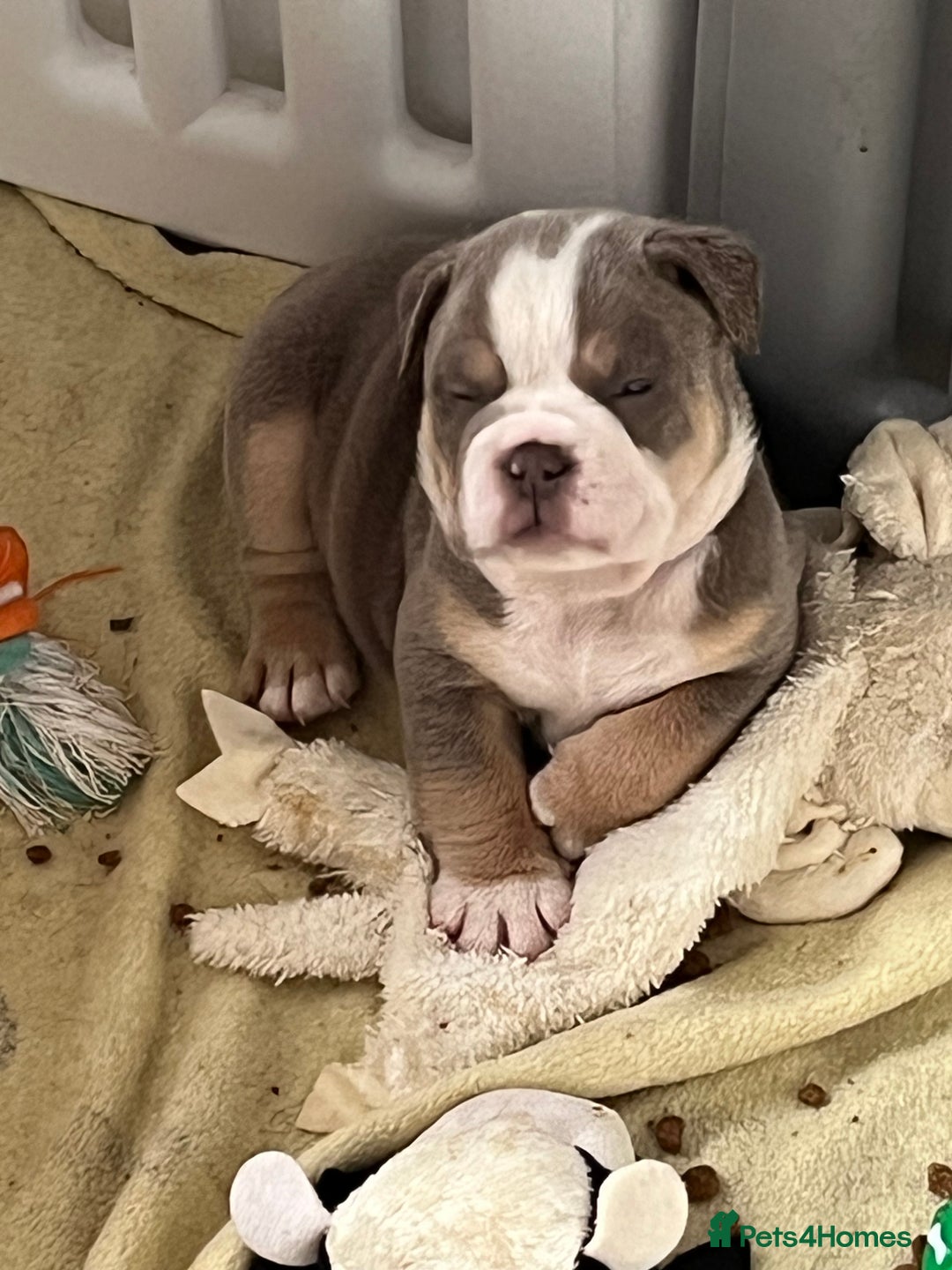 English Bulldog dogs for sale: new english bull dog - Image 3