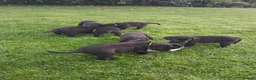 Labrador Retriever dogs for sale: Black Labrador Pups - Advert 3