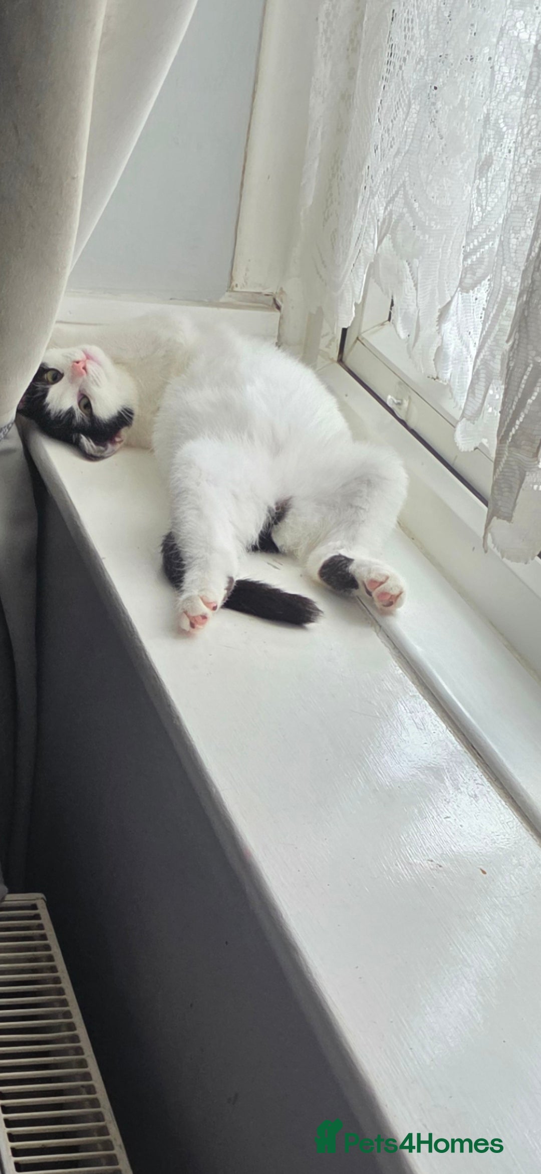 British Shorthair cats for sale: poppy 10 weeks old  - Advert 4