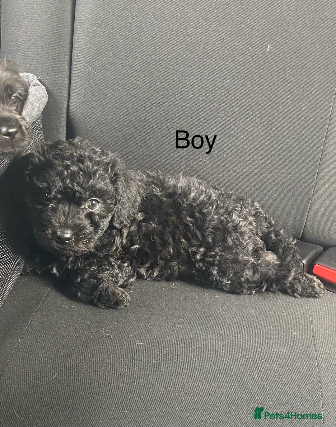 Mixed Breed dogs for sale: 4 beautiful puppies for sale  - Advert 19