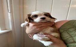 Cavalier King Charles Spaniel dogs for sale: Fully health tested CKCS 🐶💙🐾 - Image 26
