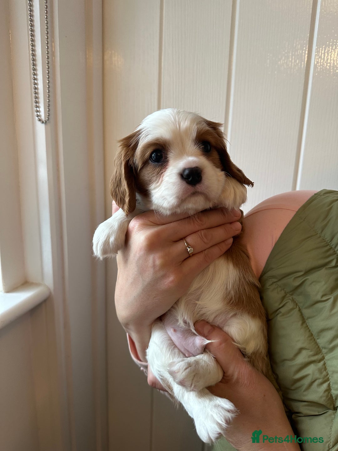 Cavalier King Charles Spaniel dogs for sale: Fully health tested CKCS 🐶💙🐾 - Image 26