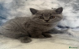Scottish Fold cats for sale: 🐾 Scottish Fold Kittens – Sweet, Rare & Ready Now - Image 26