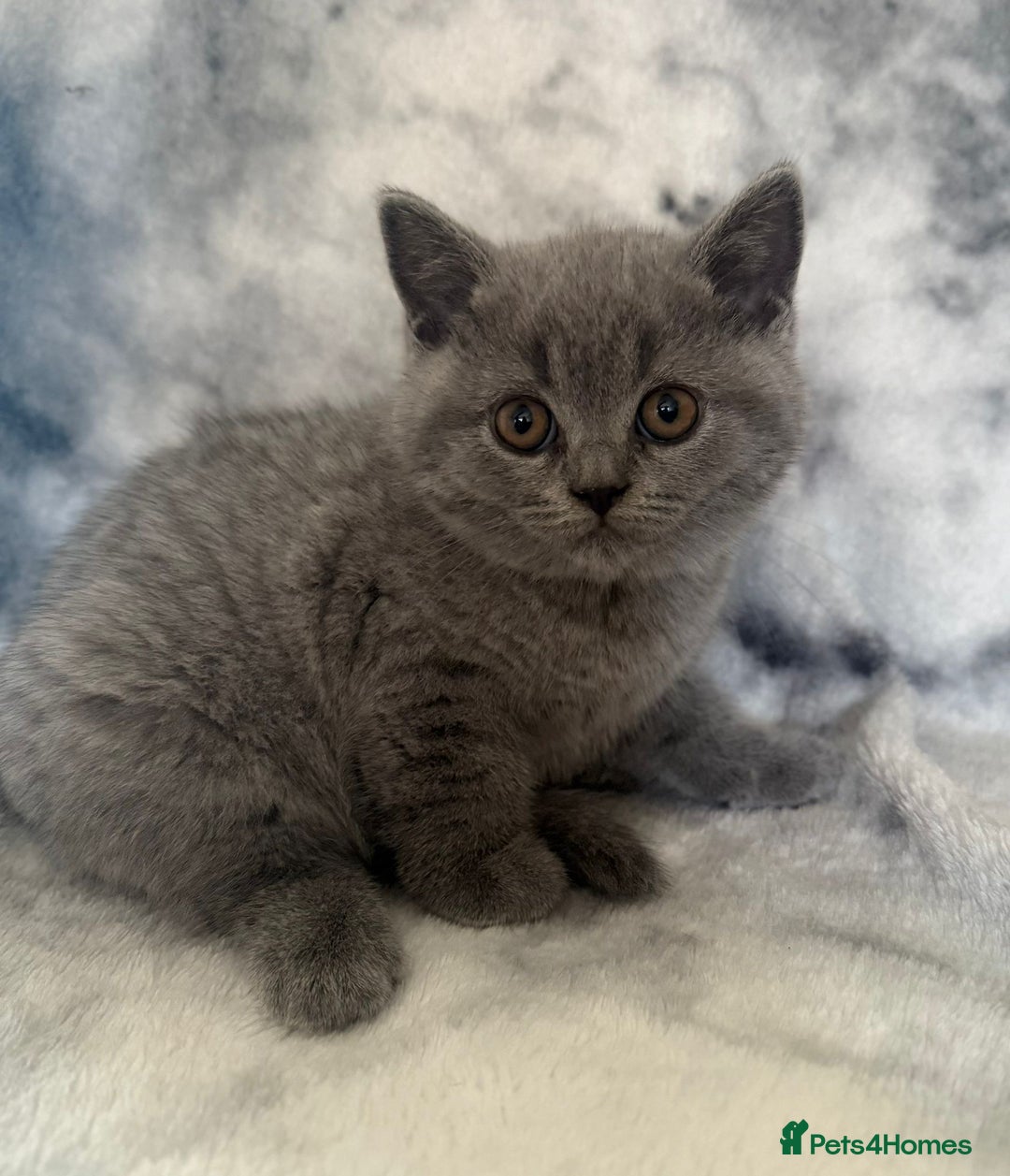 Scottish Fold cats for sale: 🐾 Scottish Fold Kittens – Sweet, Rare & Ready Now - Image 26