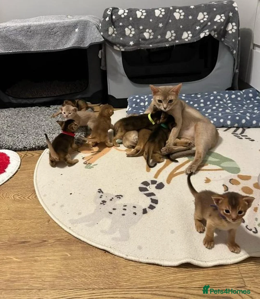 Abyssinian cats for sale: Beautiful Abyssinian Kittens  ready for sale  - Advert 7