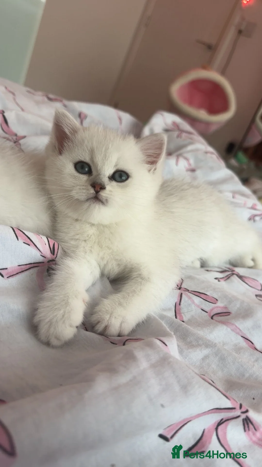 British Shorthair cats for sale: Last boy British shorthair silver point  - Advert 12